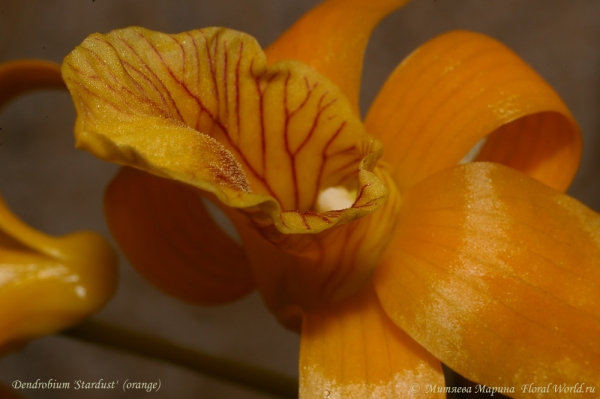 Dendrobium 'Stardust'  (orange)
Ключевые слова: Dendrobium Stardust orange
