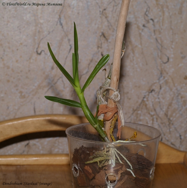 Dendrobium 'Stardust' (orange)
