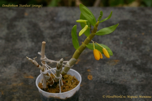 Dendrobium 'Stardust' (orange)
Ключевые слова: Dendrobium 'Stardust' (orange)