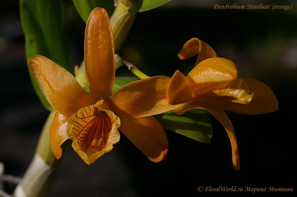 Dendrobium 'Stardust' (orange)
Ключевые слова: Dendrobium 'Stardust' (orange)