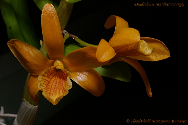 Dendrobium 'Stardust' (orange)
Ключевые слова: Dendrobium 'Stardust' (orange)