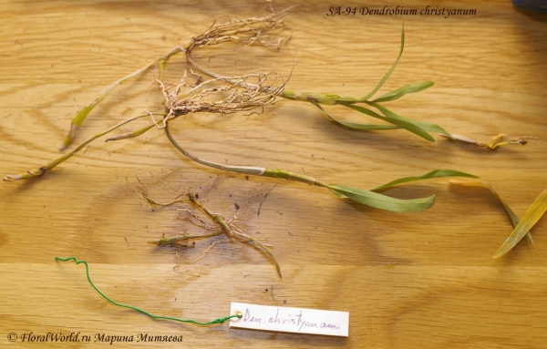 Dendrobium christyanum
После снятия крепления, оказалось, что на сетке привязаны три самостоятельных дендробиума
Ключевые слова: Dendrobium christyanum