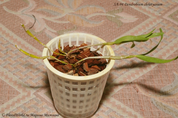 Dendrobium christyanum
После посадки, спустя 4 дня, одна псевдобульба стала восстанавливаться, и уже не такая сухая
Ключевые слова: Dendrobium christyanum