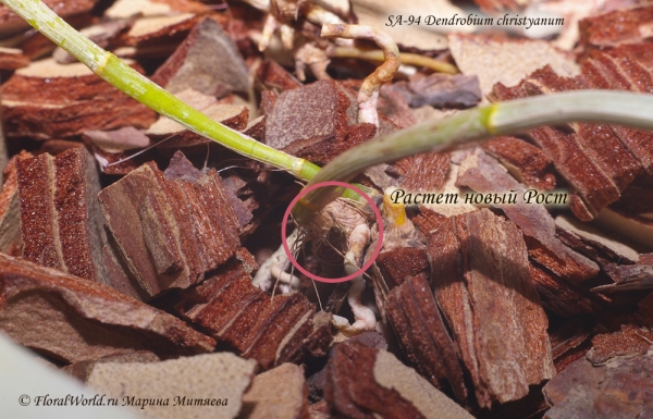 Dendrobium christyanum
Новый Рост подрастает!!!
Ключевые слова: Dendrobium christyanum