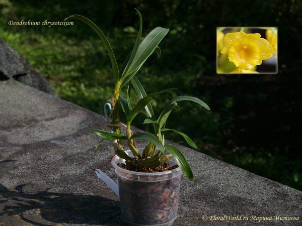 Dendrobium chrysotoxum
Ключевые слова: Dendrobium chrysotoxum