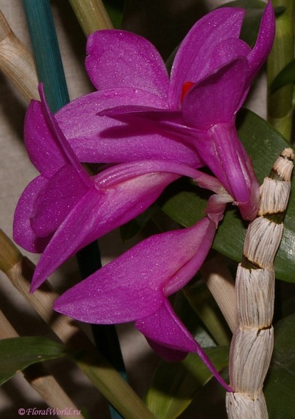 Dendrobium glomeratum
коллекционер Людмила Дроздова
Ключевые слова: Dendrobium glomeratum фото