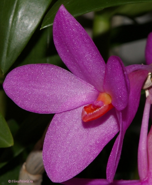 Dendrobium glomeratum
коллекционер Людмила Дроздова
Ключевые слова: Dendrobium glomeratum фото