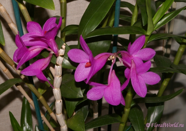 Dendrobium glomeratum
коллекционер Людмила Дроздова
Ключевые слова: Dendrobium glomeratum фото