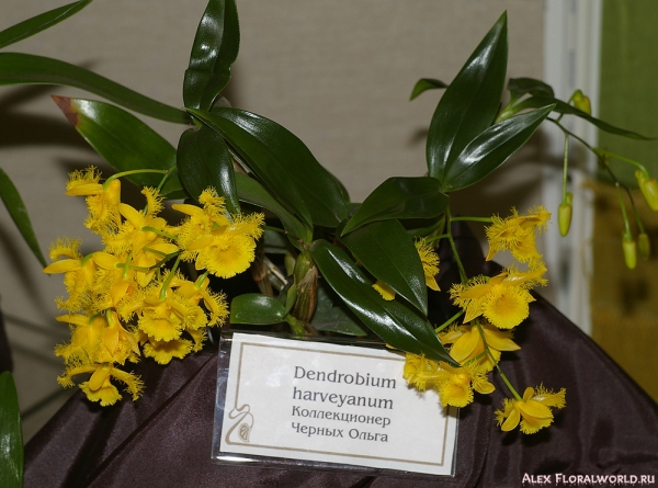 Dendrobium harveyanum
Коллекционер Черных Ольга
Ключевые слова: Dendrobium harveyanum