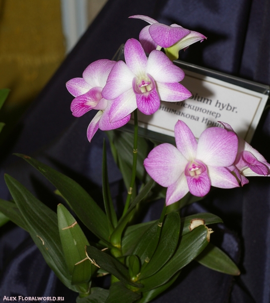 Dendrobium hybr.
Коллекционер Шишмакова Ирина
Ключевые слова: Dendrobium