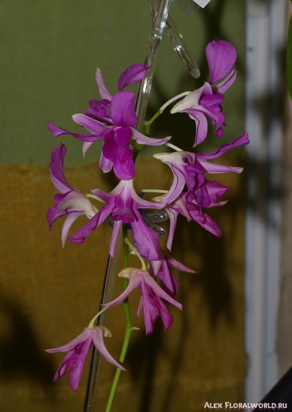 Dendrobium hybr.
Ключевые слова: Dendrobium