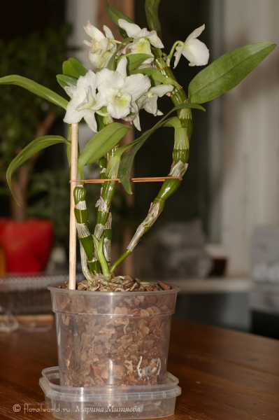 Dendrobium nobile ‘Starclass’
Ключевые слова: Dendrobium nobile ‘Starclass’