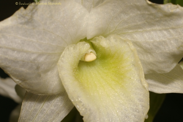Dendrobium nobile ‘Starclass’
Ключевые слова: Dendrobium nobile ‘Starclass’