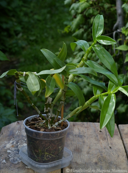 Dendrobium nobile ‘Starclass’
Ключевые слова: Dendrobium nobile ‘Starclass’