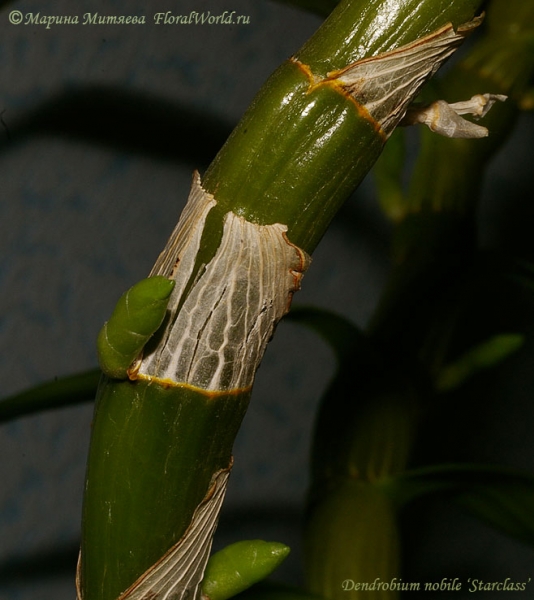 Растут цветоносы у Dendrobium nobile ‘Starclass’
Ключевые слова: Dendrobium nobile Starclass цветоносы