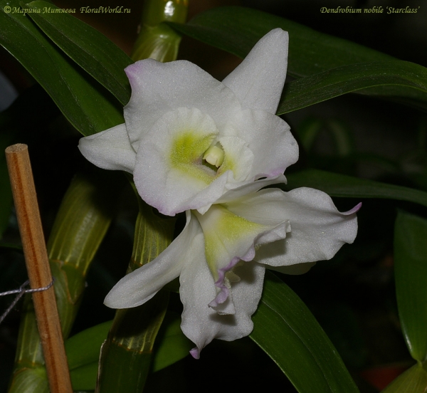 Цветы Dendrobium nobile ‘Starclass’
Ключевые слова: Dendrobium nobile Starclass цветы