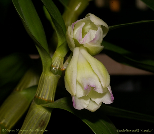 Распускаются бутоны у Dendrobium nobile ‘Starclass’
Ключевые слова: Dendrobium nobile Starclass бутоны