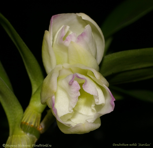 Распускаются бутоны у Dendrobium nobile ‘Starclass’
Ключевые слова: Dendrobium nobile Starclass бутоны
