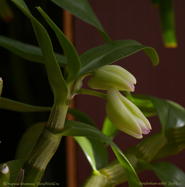 Бутоны у Dendrobium nobile ‘Starclass’
Ключевые слова: Dendrobium nobile Starclass бутоны