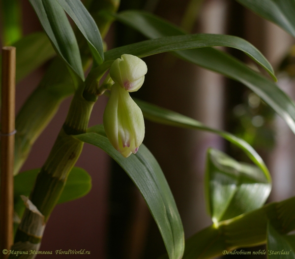 Dendrobium nobile ‘Starclass’
Ключевые слова: Dendrobium nobile Starclass цветы