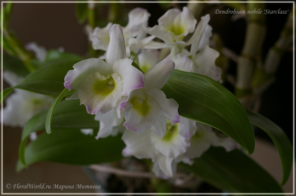 Dendrobium nobile Starclass
Ключевые слова: Dendrobium nobile Starclass