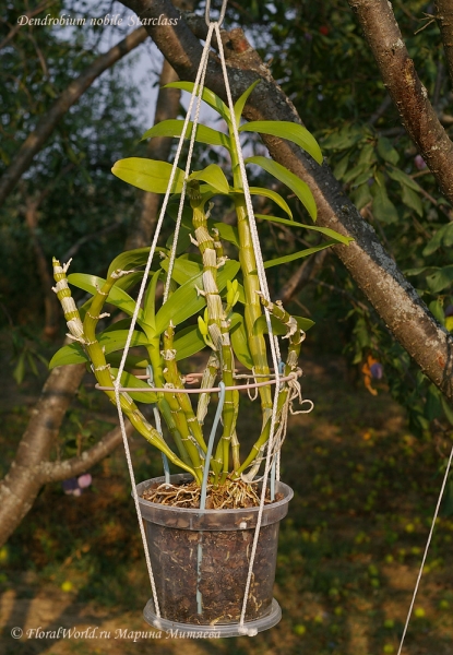 Dendrobium nobile 'Starclass'
Ключевые слова: Dendrobium nobile &#039;Starclass&#039;