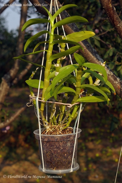 Dendrobium nobile 'Starclass'
Ключевые слова: Dendrobium nobile &#039;Starclass&#039;