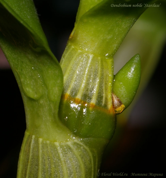 Dendrobium nobile 'Starclass'
Предположительно цветонос
Ключевые слова: Dendrobium nobile Starclass