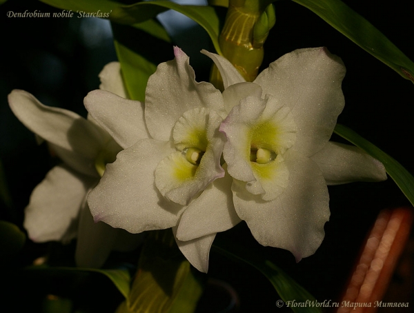 Dendrobium nobile 'Starclass'
Ключевые слова: Dendrobium nobile 'Starclass'