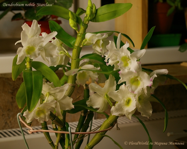 Dendrobium nobile 'Starclass'
Ключевые слова: Dendrobium nobile 'Starclass'