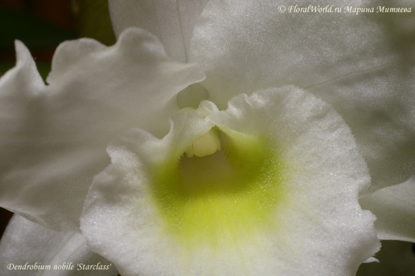 Dendrobium nobile 'Starclass'
Ключевые слова: Dendrobium nobile Starclass