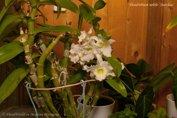 Dendrobium nobile ‘Starclass’ 
Ключевые слова: Dendrobium nobile ‘Starclass’