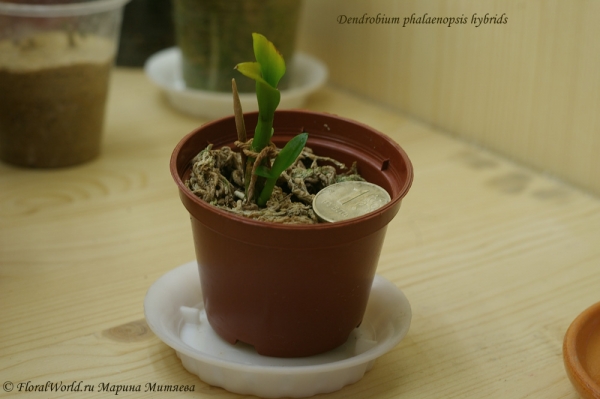 Dendrobium phalaenopsis hybrids 
Ключевые слова: Dendrobium phalaenopsis hybrids