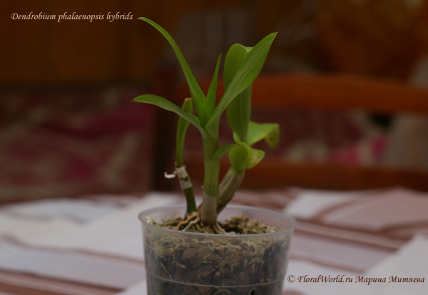 Dendrobium phalaenopsis hybrids
Ключевые слова: Dendrobium phalaenopsis hybrids