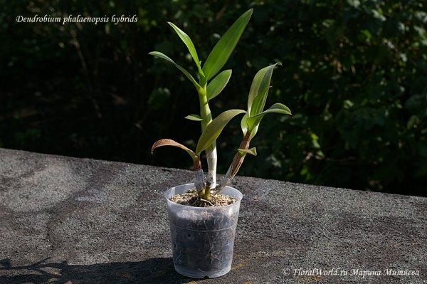 Dendrobium phalaenopsis hybrids
Ключевые слова: Dendrobium phalaenopsis hybrids