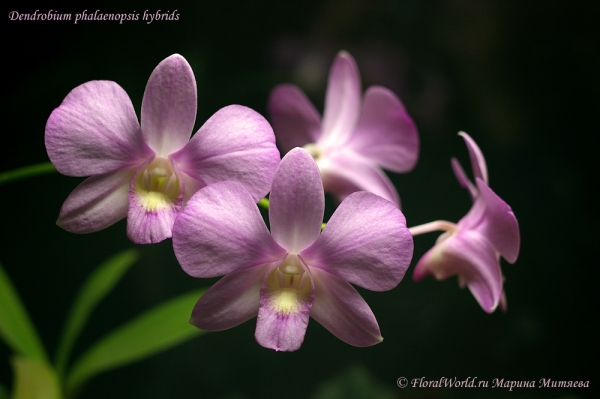 Dendrobium phalaenopsis hybrids
Ключевые слова: Dendrobium phalaenopsis hybrids