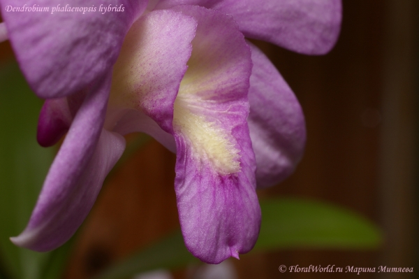 Dendrobium phalaenopsis hybrids
Ключевые слова: Dendrobium phalaenopsis hybrids