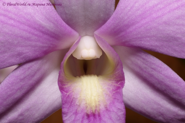 Dendrobium phalaenopsis hybrids
Ключевые слова: Dendrobium phalaenopsis hybrids