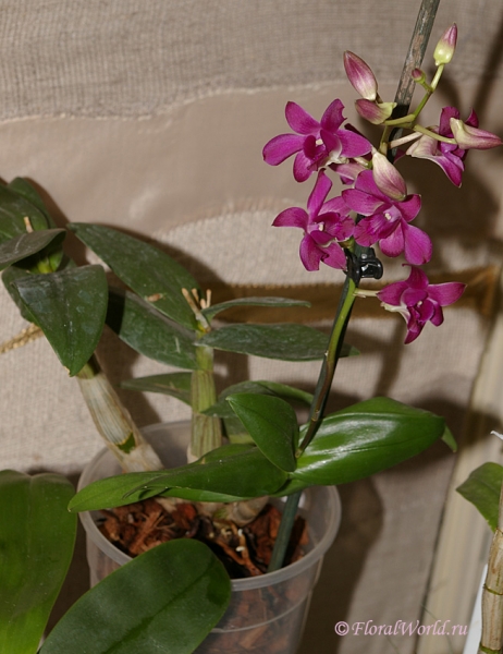  Dendrobium
Ключевые слова:  Dendrobium фото