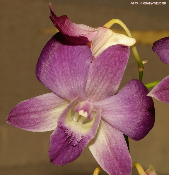 Dendrobium
Ключевые слова: Dendrobium