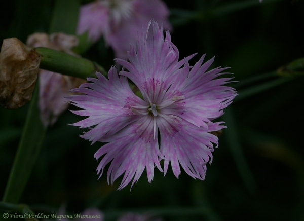 Гвоздика (Dianthus)
Ключевые слова: гвоздика Dianthus