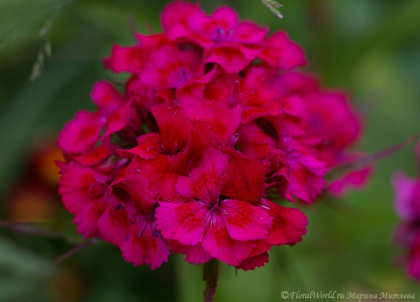 Гвоздика (Dianthus)
Ключевые слова: гвоздика Dianthus