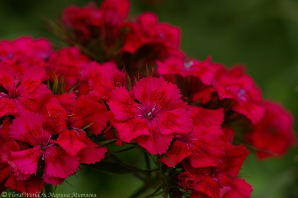 Гвоздика (Dianthus)
Ключевые слова: гвоздика Dianthus