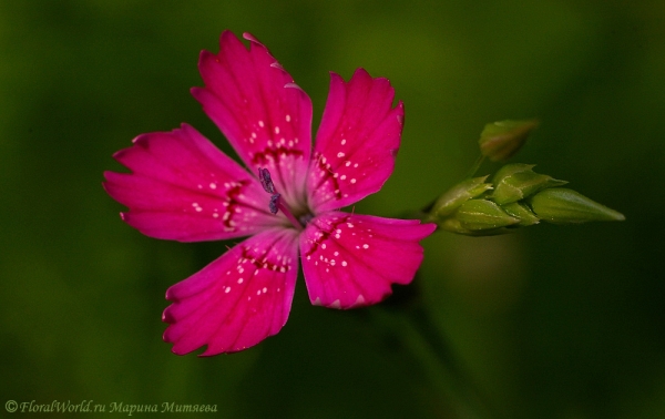 Гвоздика (Dianthus)
Ключевые слова: гвоздика Dianthus