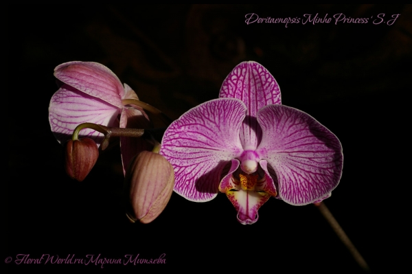 Doritaenopsis Minho Princess 'S.J'
Ключевые слова: Doritaenopsis Minho Princess 'S.J'