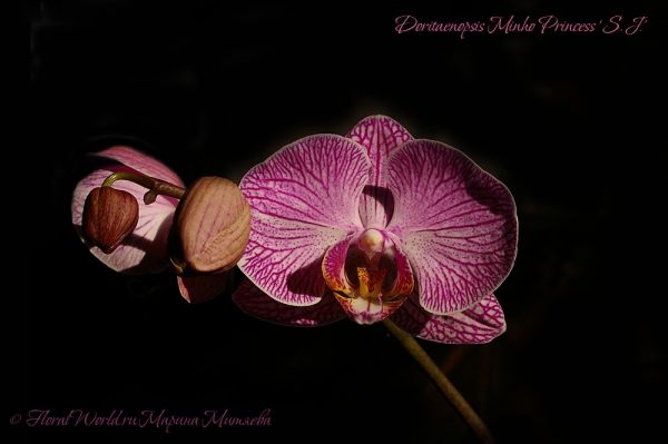 Doritaenopsis Minho Princess 'S.J'
Ключевые слова: Doritaenopsis Minho Princess 'S.J'