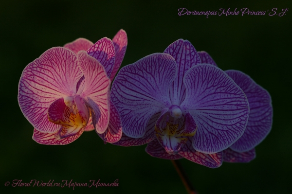 Doritaenopsis Minho Princess 'S.J'
Ключевые слова: Doritaenopsis Minho Princess 'S.J'