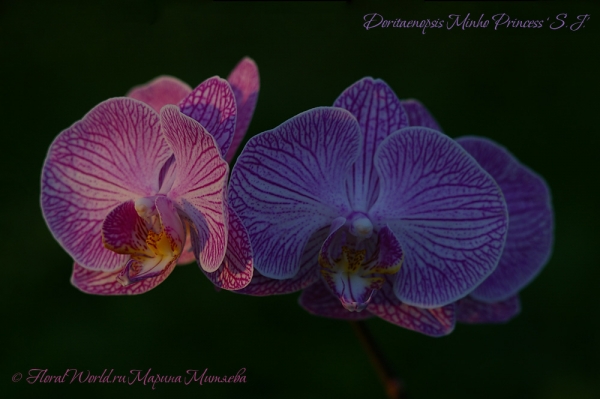 Doritaenopsis Minho Princess 'S.J'
Ключевые слова: Doritaenopsis Minho Princess 'S.J'