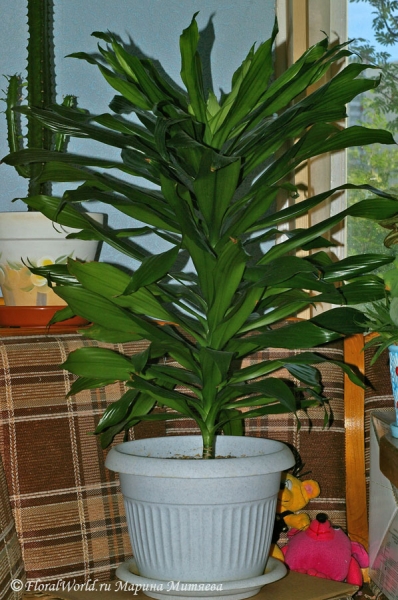 Драцена деремская (Dracaena deremensis)
Ключевые слова: Драцена деремская Dracaena deremensis