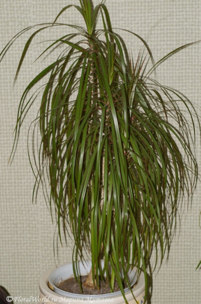 Драцена окаймленная (Dracaena_marginata)
Ключевые слова: Драцена окаймленная Dracaena_marginata